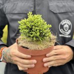 Smrek obyčajný (Picea abies) ´NIDIFORMIS´ – výška 10-15 cm, Ø 10-15 cm, kont. C2L